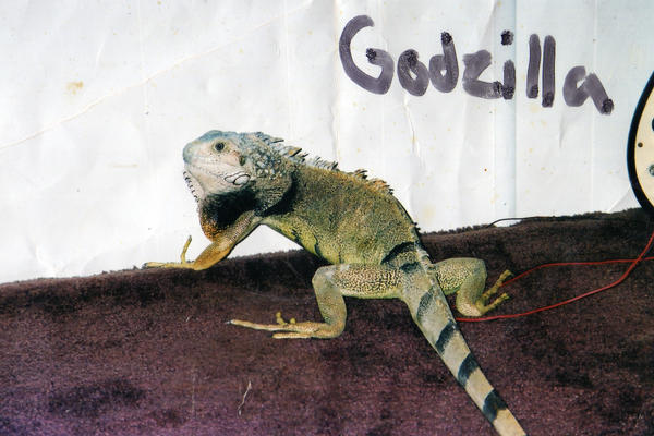 +Godzilla+ by FallenAngelRuby on DeviantArt