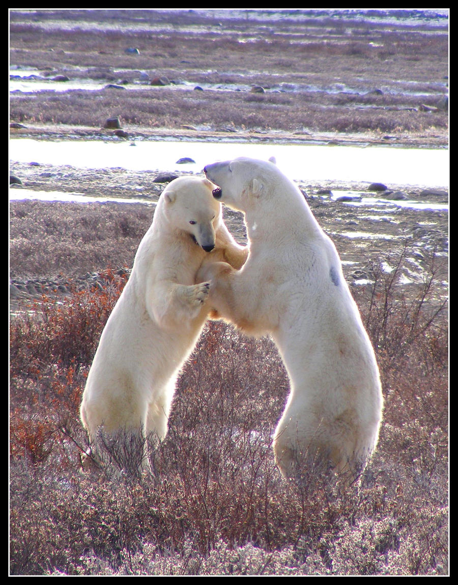 Bear Dance