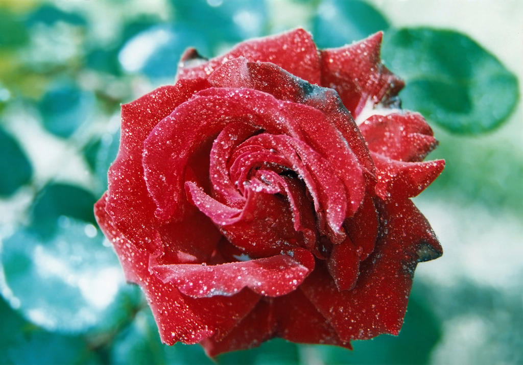 Wet Rose II