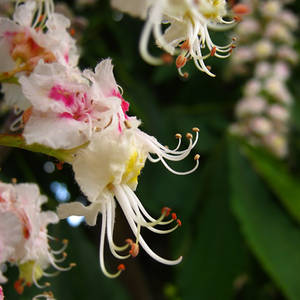 Chestnut Flowers