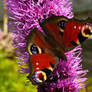 Butterfly Beauty IV