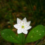 Starflower I