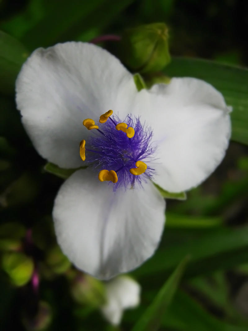 Spiderwort I