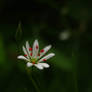 Stellaria III