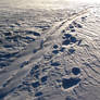 Traces in the Snow