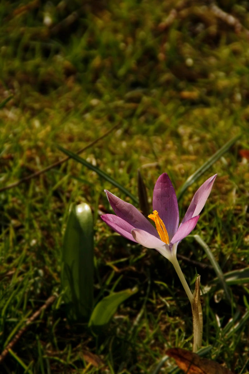 Spring Antenna