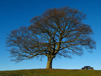 Maple On The Hill