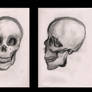 Skull Study