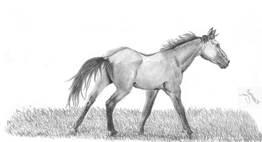 Running Quarter Horse