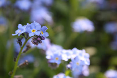 Summer flowers