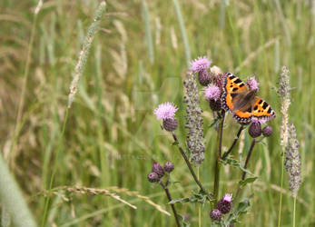 Tortoiseshell I