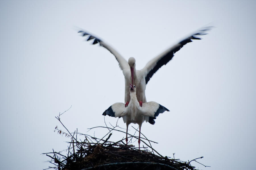 Stork story XI