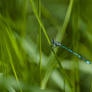 Damselfly - blue