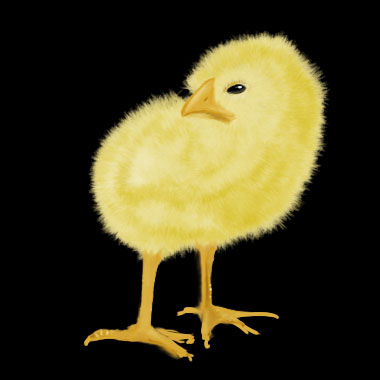 Baby Chick