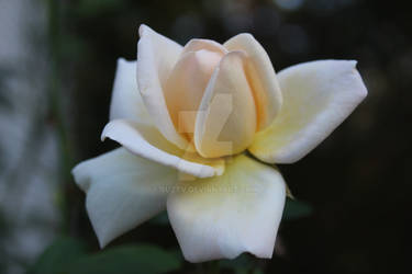 Magnolia Rose