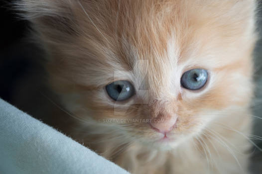 Orange Kitten Close Up