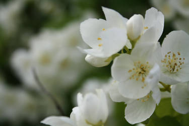 Flowers in my garden