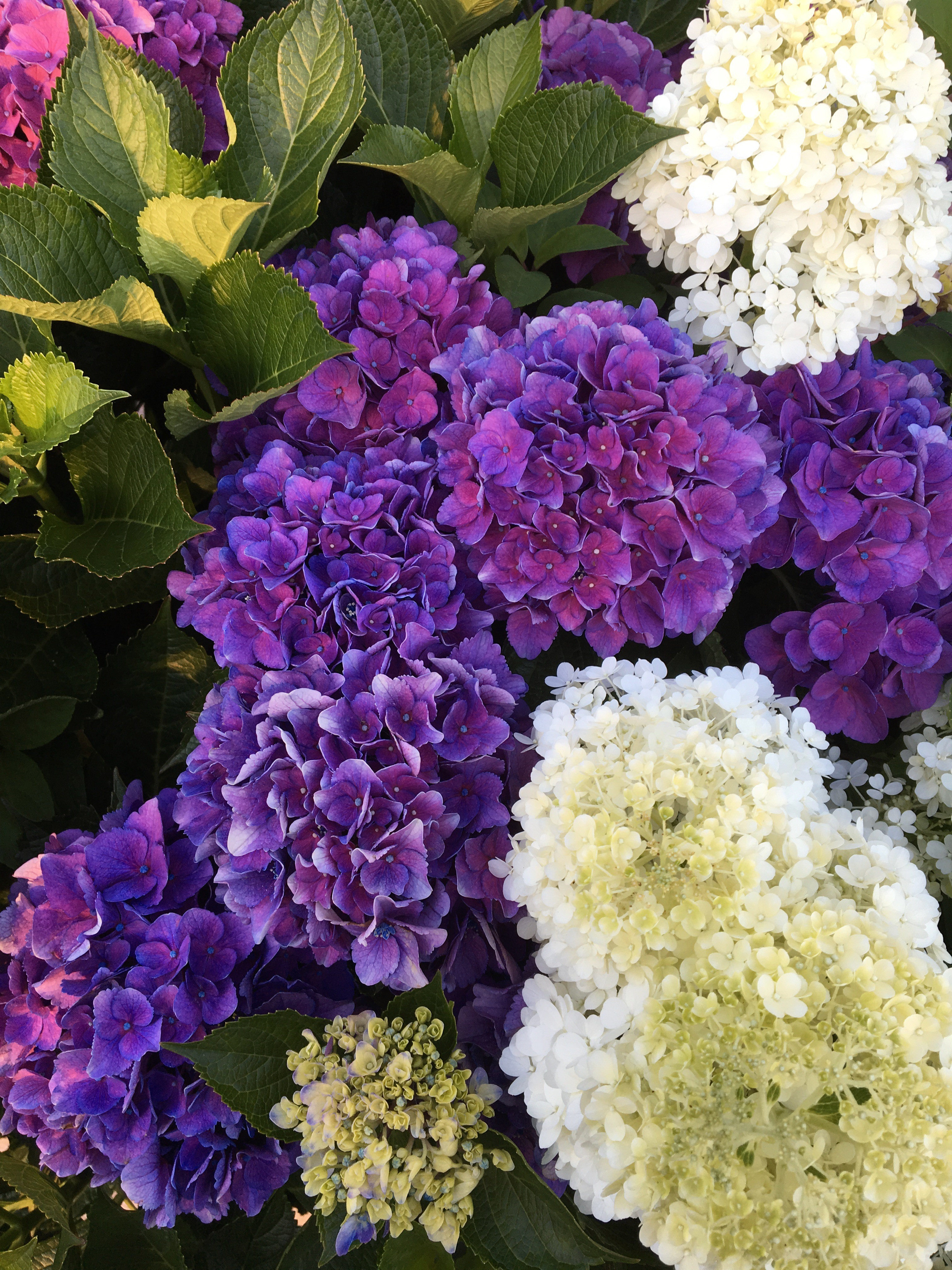purple and white hydrangea
