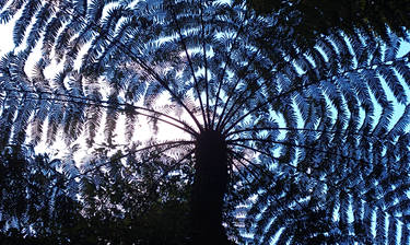 Blue Mountains Fern