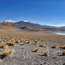 Lagunas Altiplanicas