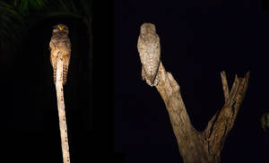 Potoo (Urutau)