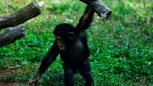 Chimp Curiosity