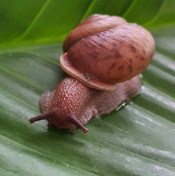 Snail On Leaf