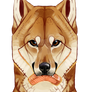 Shiba Inu