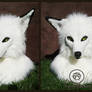 White fox head