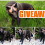 GIVEAWAY