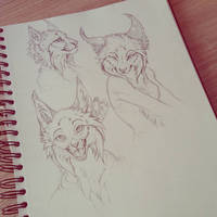 Lynx sketches