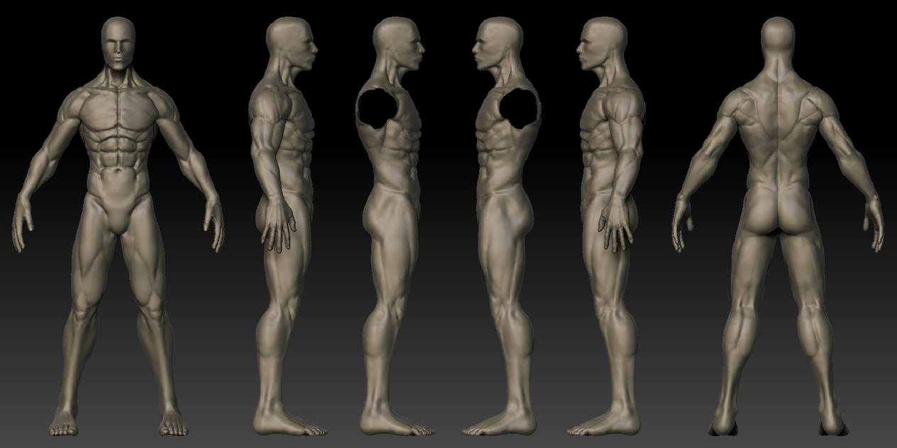 Leten male. Референс тело мужчины 3д. Мужская анатомия. Референсы людей для моделирования. Мужская фигура анатомия.