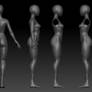 Female 3D Anatomy Template