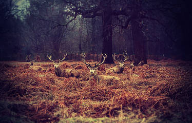 Richmond Park