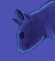 Rat WIP