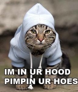 Pimpin kitten