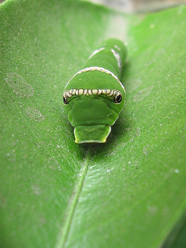 IMG 0117-da- A LARVA AND THE FEARFUL LOOK