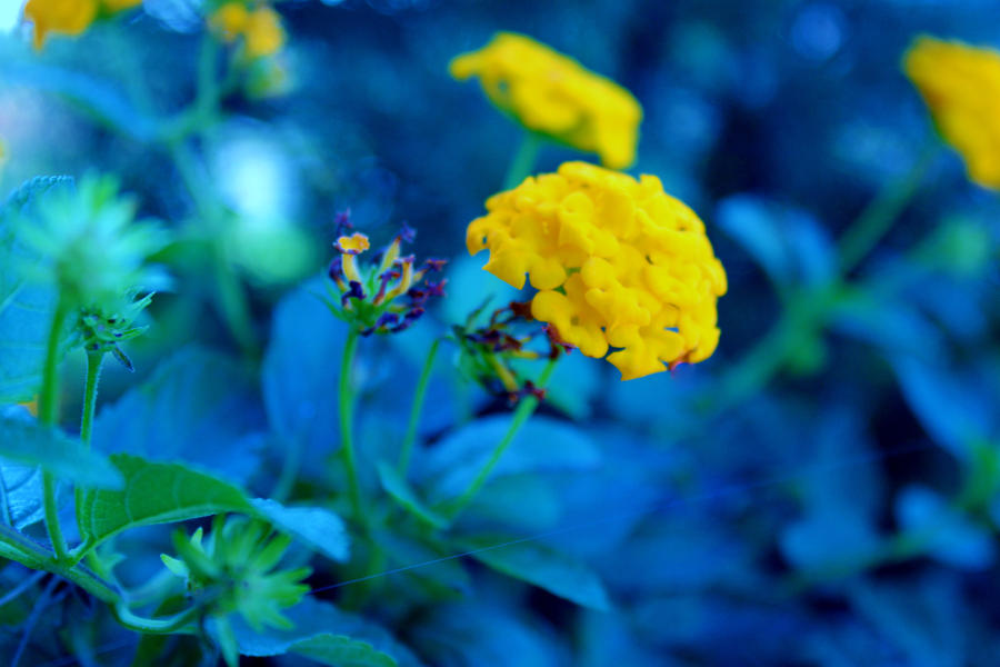 Yellow Flower