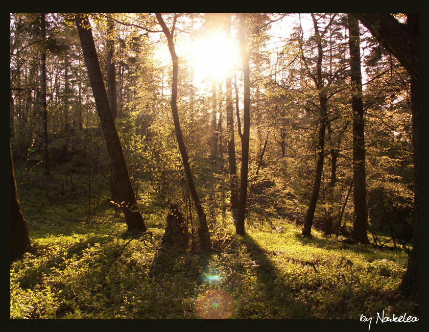 Backwoods Open backwoods by stokko on DeviantArt
