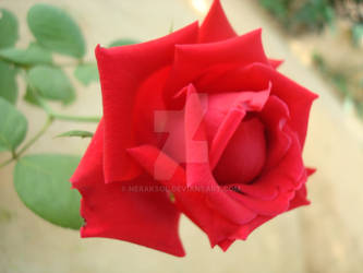 Red Rose