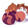 SLEEPY RINGTAILS