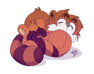 SLEEPY RINGTAILS