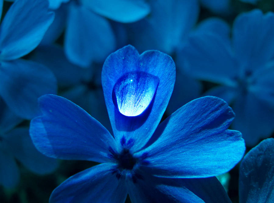 Flower Blues by MeganLeeRetouching