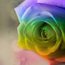 Rainbow Rose