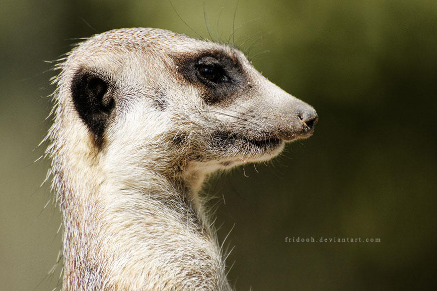 Timon Profiles Timon profile by Fridooh on DeviantArt