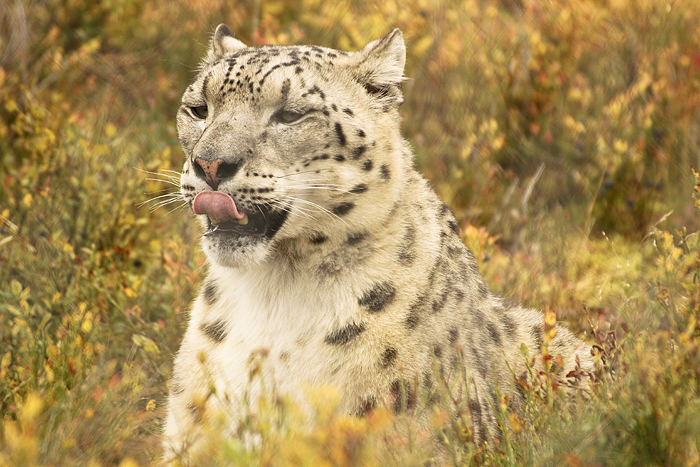 Snowleopard in the grass