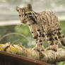 Clouded Leopard Cub!