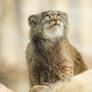 Frida the Pallas's cat