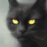 Beautiful Black Cat #23