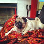 Pug on a Red Blanket